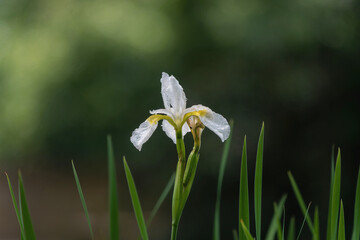 Blüten, Park, Juni, Lilien