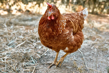 Free-grazing domestic hen in walk-in chicken run on a traditional free range poultry organic farm. Adult chickens walking on the soil in an enclosure.