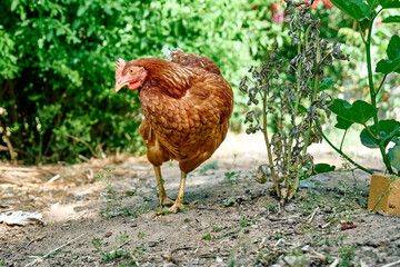 Free-grazing domestic hen in walk-in chicken run on a traditional free range poultry organic farm. Adult chickens walking on the soil in an enclosure.
