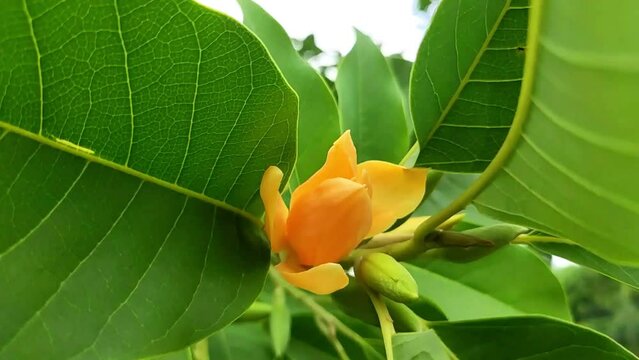 Yellow-orange coloured champak (Magnolia champaca) flower in bloom. Spring flowers. Background