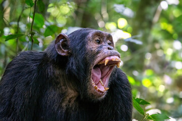 A chimpanzee, pan troglodytes, bares his teeth whilst communicating with the rest of the community. Kibale National Park, Uganda.