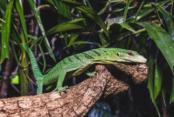 Closeup of a beautiful Emerald Tree Monitor climbing on a vine