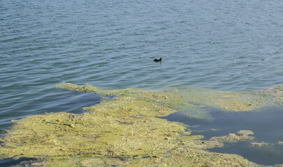 Eine Ente Schwimmt im See.