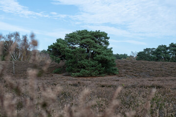 Ein Baum in einer Heide.