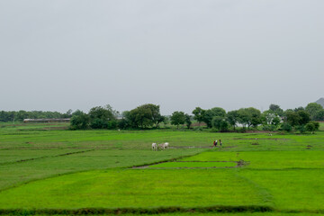 Bulls are eating grass