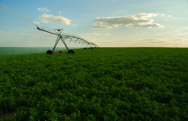 Agricultural irrigation system watering field of green peas on a sunny summer day