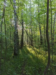 Morning in the forest, sun rays shine through trees