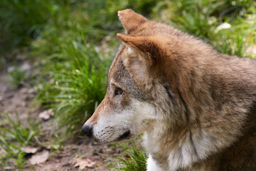 Beautiful Wolf closeup view. Curious Grey Wolf.