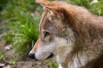 Beautiful Wolf closeup view. Curious Grey Wolf.