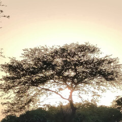 tree in sunset, photo taken on mobile 