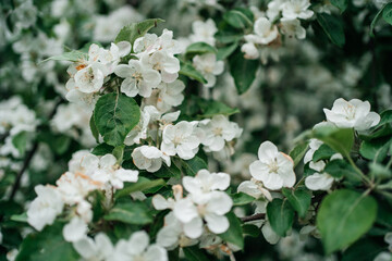 blossoming apple tree flowers outdoor nature