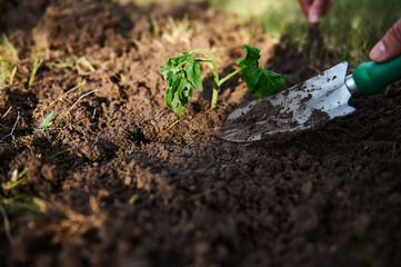 Garden shovel on a loose and digged soil and newly planted tomato seedling for cultivation in open...