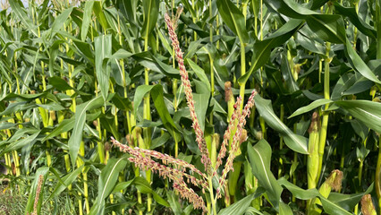 Detail of Maize and Corn growth
