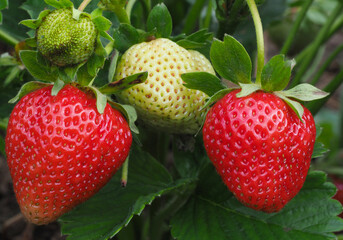 Frische Erdbeeren im Erdbeerfeld