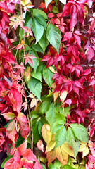 Virginia Creeper, Parthenocissus quinquefolia, autumn red