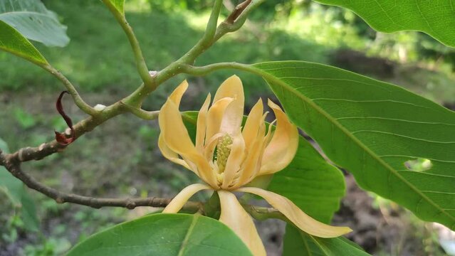 Yellow-orange coloured champak (Magnolia champaca) flower in bloom. Spring flowers. Background