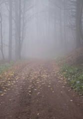 Walking path with yellow leaves on a foggy fall day with bare trees in the Palatinate forest of Germany.