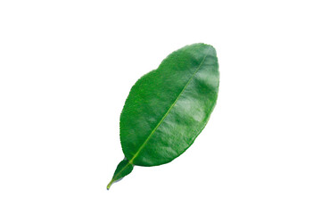 unique leave of lime on white background