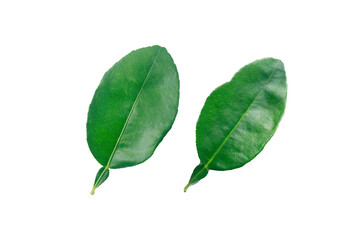 unique leave of lime on white background