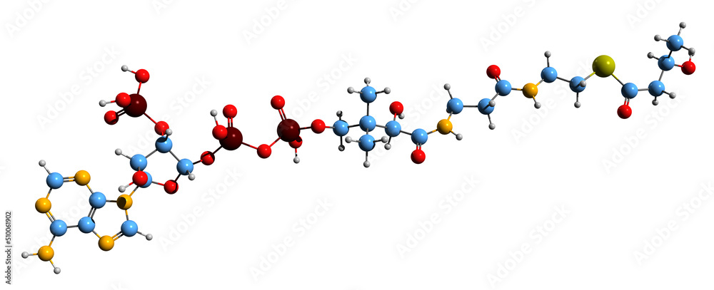 Wall mural  3D image of beta-Hydroxybutyryl-CoA skeletal formula - molecular chemical structure of 3-hydroxybutyryl-coenzyme A isolated on white background
