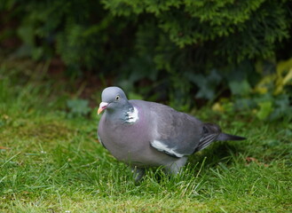 wood pigeon in the garden,ringeltaube im garten