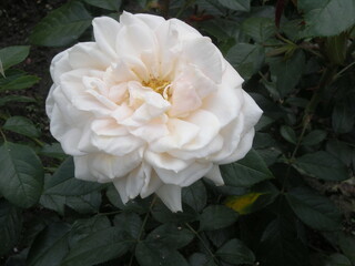 biała róża wśród liści