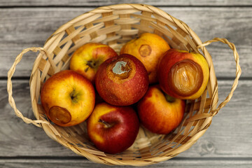 Rotten apples in the basket Bad harvest Hunger