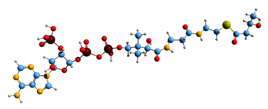  3D image of beta-Hydroxybutyryl-CoA skeletal formula - molecular chemical structure of 3-hydroxybutyryl-coenzyme A isolated on white background

