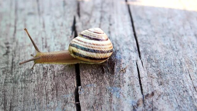 Close up of a striped snail crawling on a wooden board