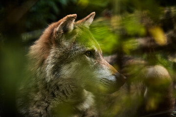 Wolf hidden in Forest. Gray Wolf behind brush and trees in Wilderness
