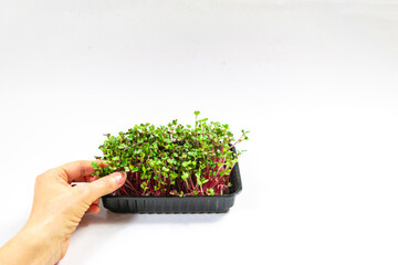 Woman's hand plucks microgreen of Radish Coral sprouts. White background.