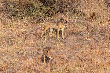 Young Coyote eats a bird as older Coyote watches over.  Photo taken at Santa Susana Pass State Historic Park in Chatsworth, California.