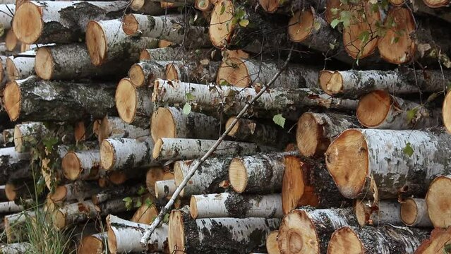 A pile of birch firewood lies on the grass. Chopped firewood stacked in a pile. Pile of logs for fireplace.