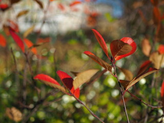Autumn landscape. Bright red leaves close-up on a green background. Leningrad region, Russia.
