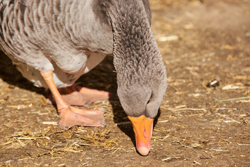Closeup of Goose Head. Cute Goose Birds Animal