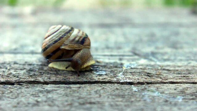 Close up of a striped snail crawling on a wooden board
