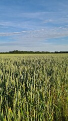 Getreide, Feld, Himmel-Feld, Feld mit Getreide, Getreidefeld
