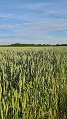 field of corn