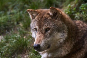 Grey Wolf closeup view in forest. Wild Animal in the woods. Cute Wolf Animal.