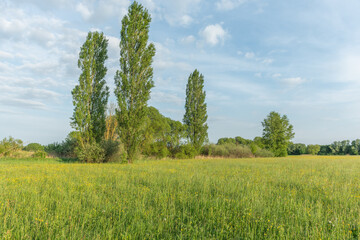 Large poplars in flowering meadow in spring.