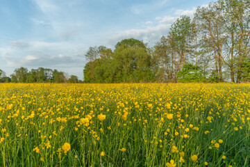Flowering meadow with golden buds in spring.