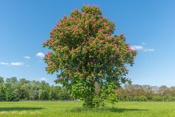 Naklejka premium Chestnut tree blossom in a meadow in spring.