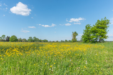 Flowering meadow with golden buds in spring.