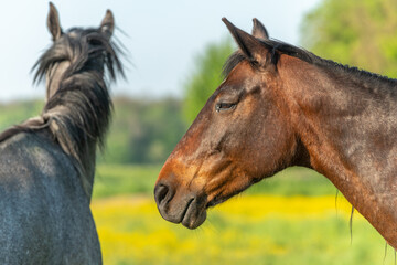 Fototapeta premium Portrait of horse in green and yellow flowery meadow.