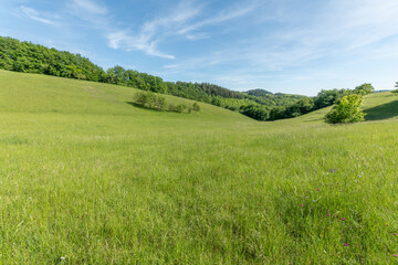 Sunny green landscape of clearing in forest bodure in spring.