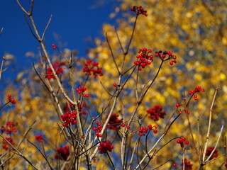 Autumn landscape. Silhouette of a tree with bright red clusters of berries against the background of yellow leaves and a blue sky. Leningrad region, Russia.
