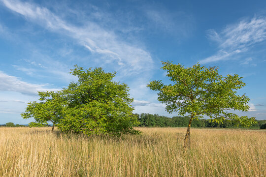 Two small trees in grassy meadow in spring.