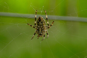Spider building web.