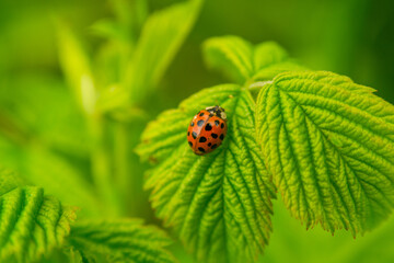 Ladybug sitting on a green leaf, closeup.