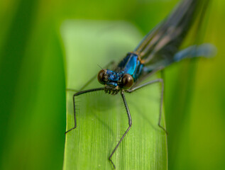 Dragonfly sitting on a green leaf, closeup.